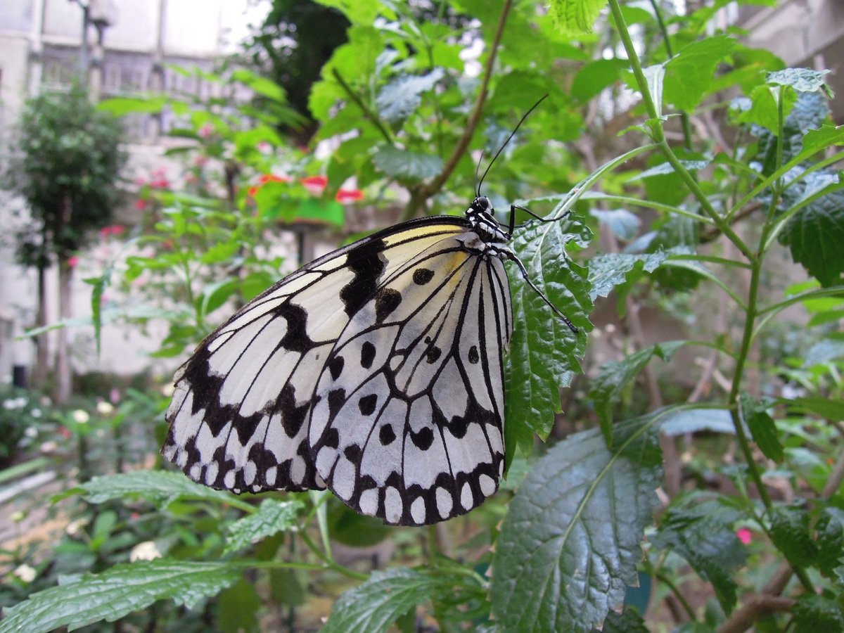 🦋 미노 공원 곤충관(미노오코우엔콘추우칸) 이미지 6